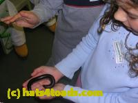 /home//u458753944/public_html/sourcegallery//Insects and small critters/millipedes and centipedes/DSCN3704.JPG